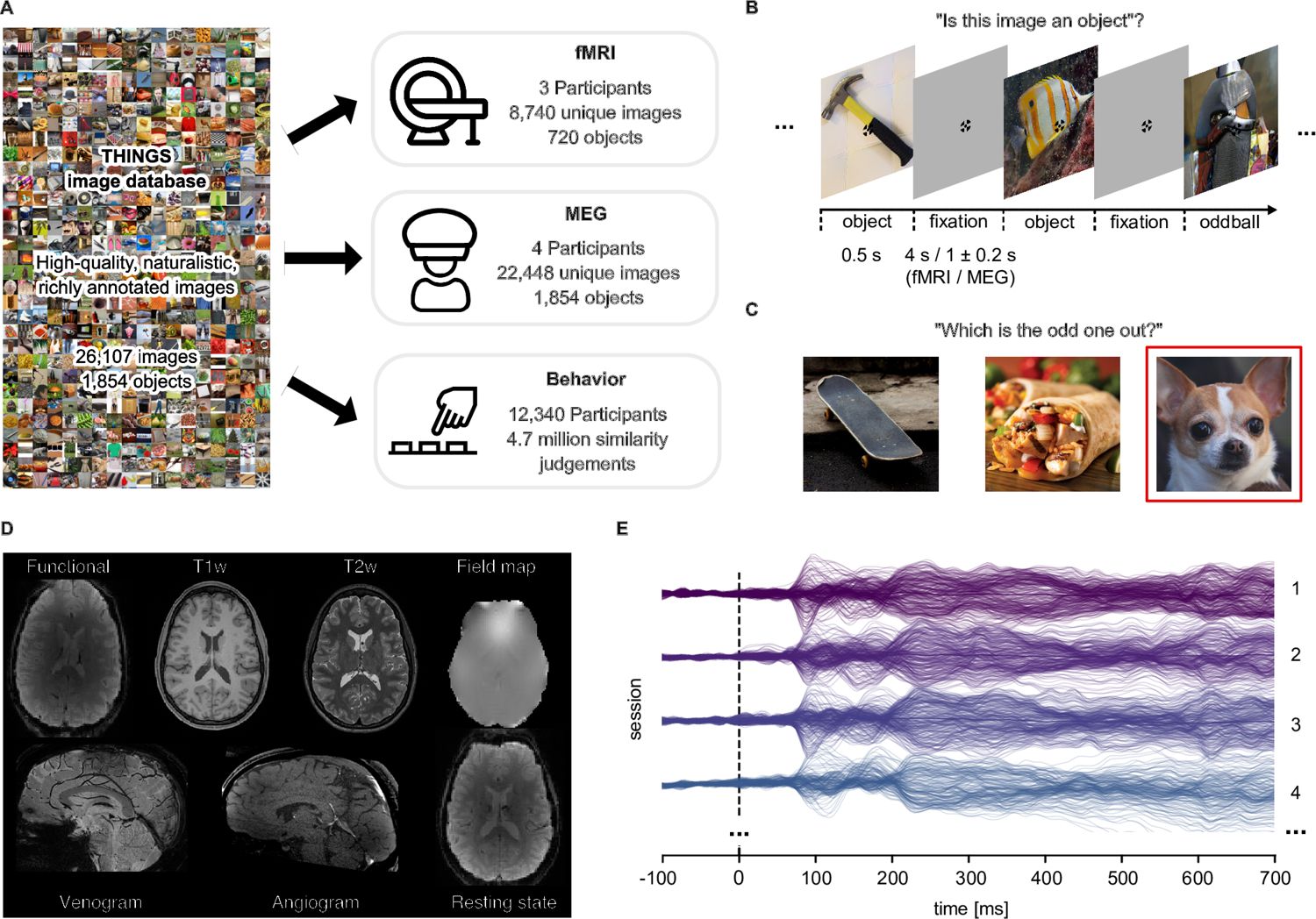 Overview of THINGS-data: fMRI, MEG and behavioural datasets